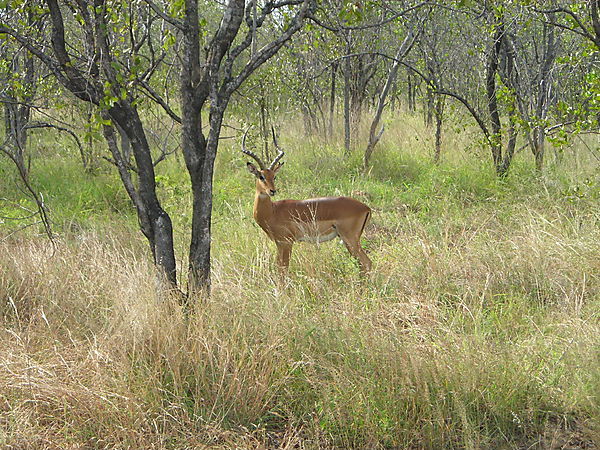 Curious Impala