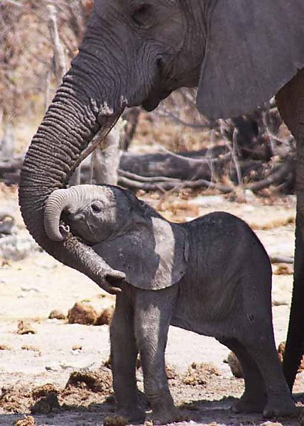 Adorable - Mother And Baby Elephant