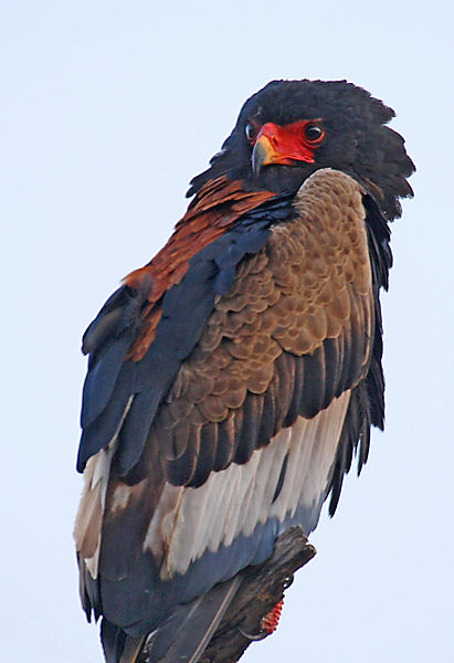 Adult Bateleur