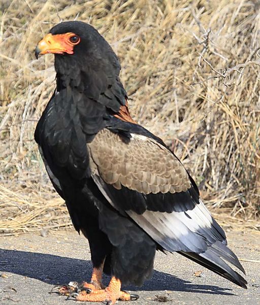 Adult Bateleur