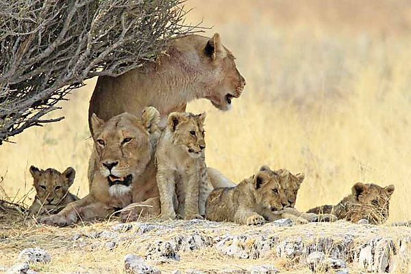 2 adults with 5 of  6 cubs.