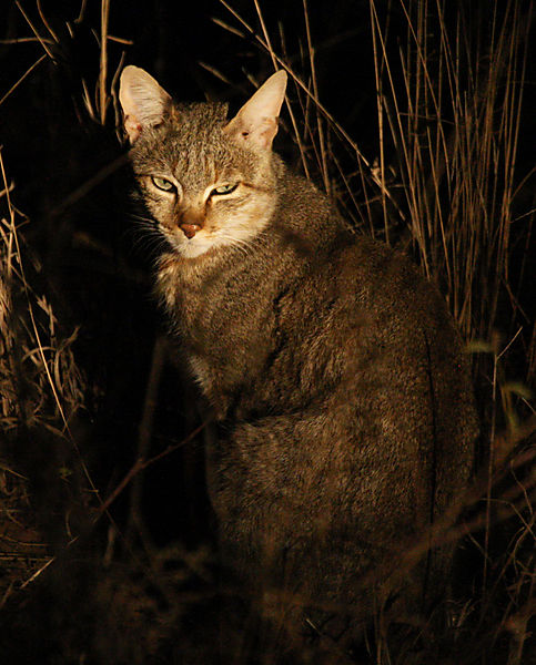 African Wild Cat 3