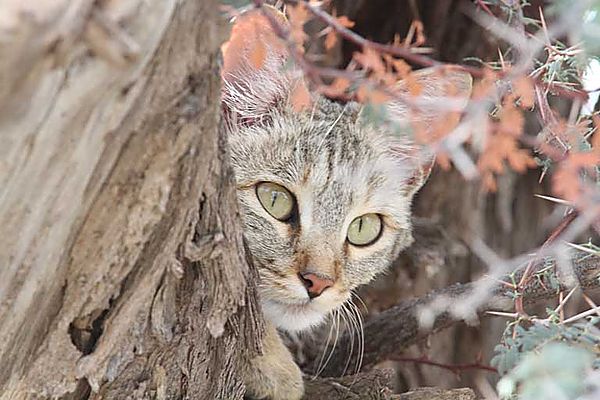 African Wild Cat