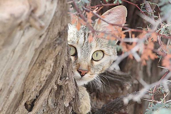 African Wild Cat