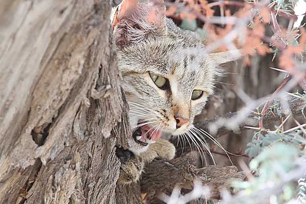 African Wild Cat