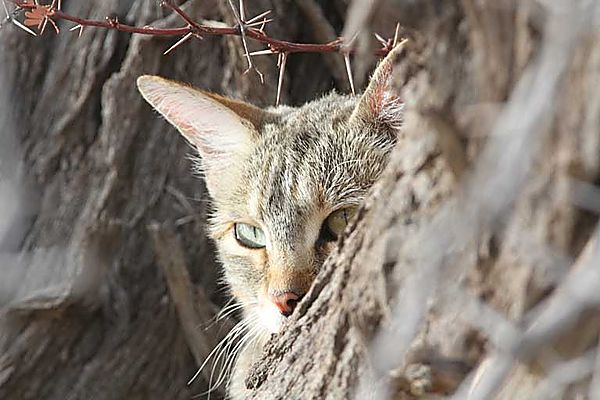 African Wild Cat