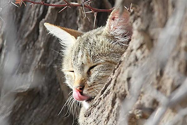 African Wild Cat