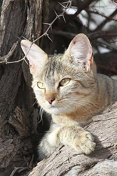 African Wild Cat