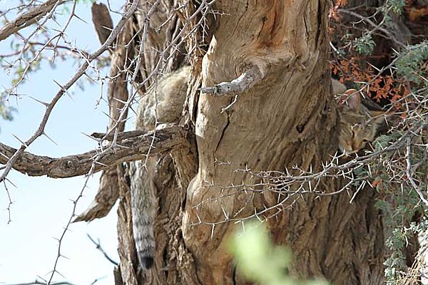 African Wild Cat