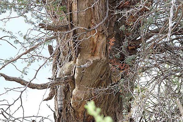 African Wild Cat