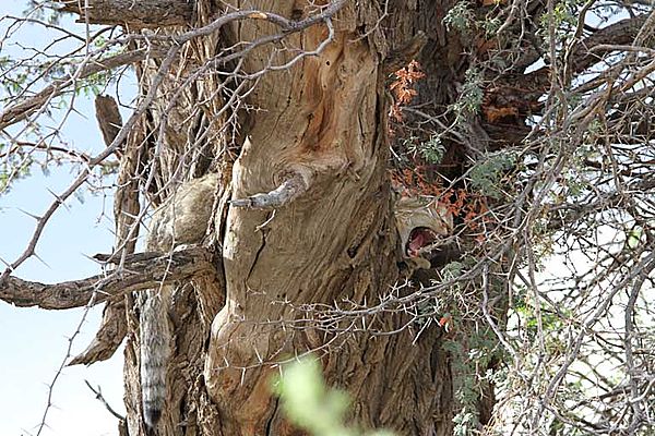 African Wild Cat