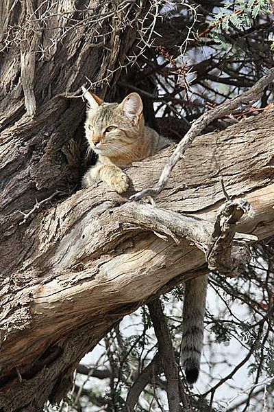 African Wild Cat