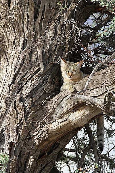 African Wild Cat