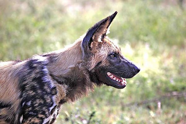 African Wild Dog 2