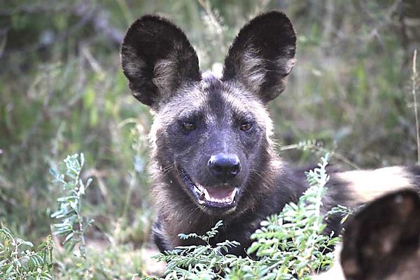 African Wild Dog 5