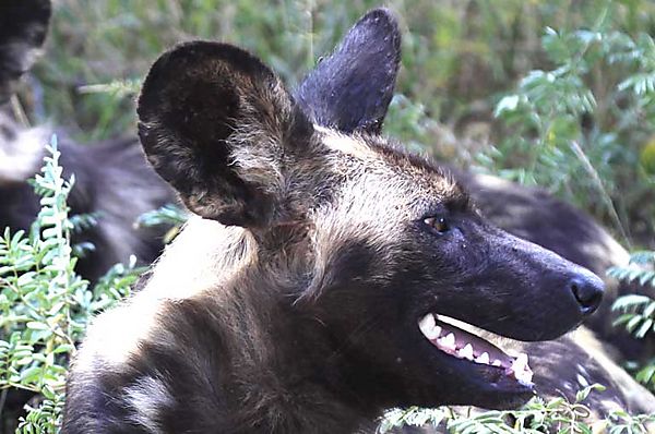 African Wild dog 6