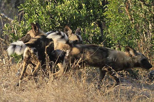 African wild dogs 7