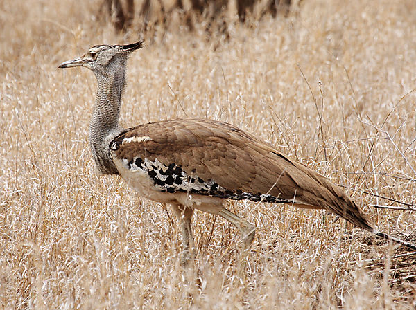 Africa's Largest Flying Bird