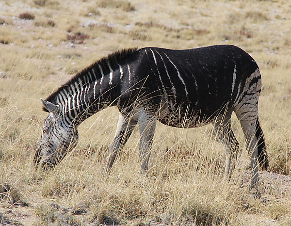 Am To A Zebra