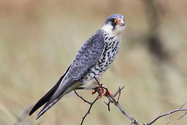 Amur Falcon 1
