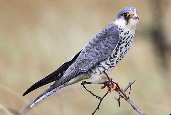 Amur Falcon 2