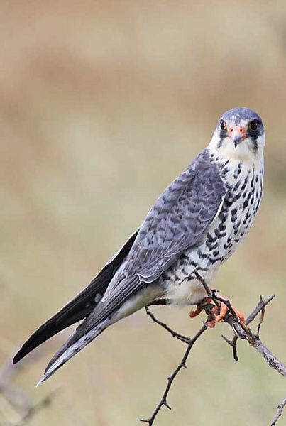 Amur Falcon 3