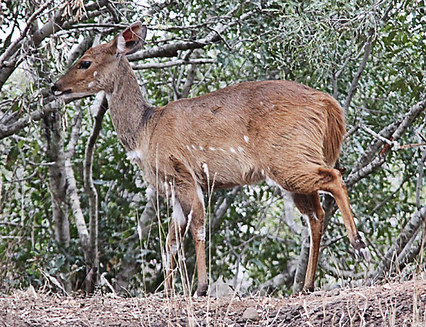 Angolan Bushbuck