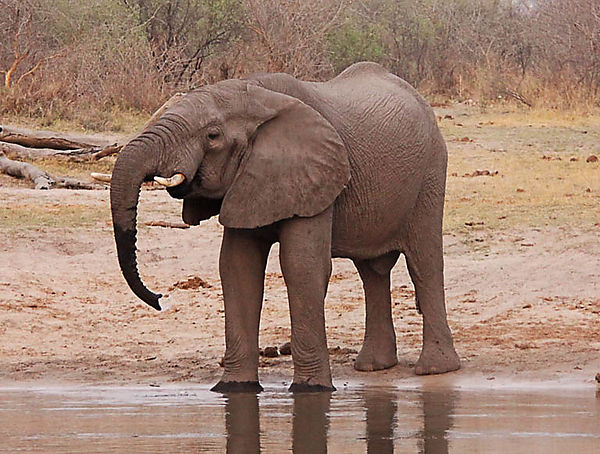 Angolan Elephant