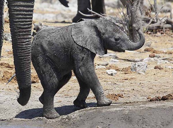 Baby Elephant