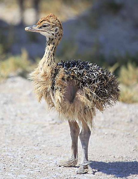 Baby Ostrich