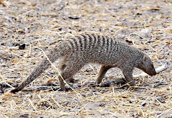 Banded Mongoose