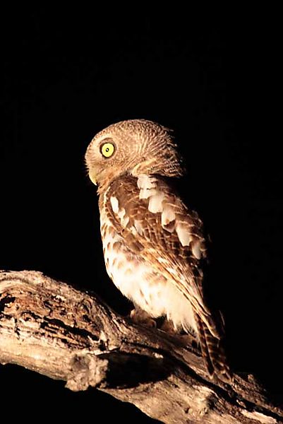 Barred Owl