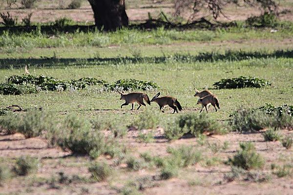 Bat-eared fox