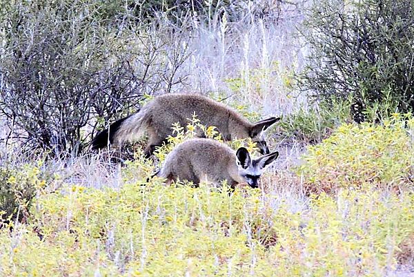 Bat eared fox Kgalagadi