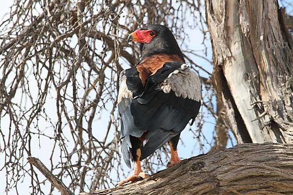 Bateleur