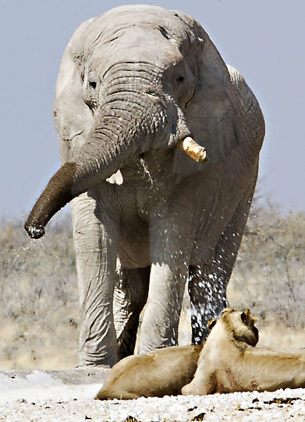 Bath Time