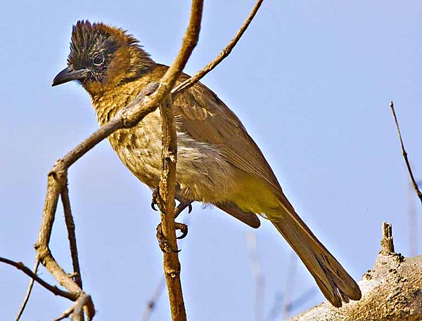 Black eyed Bulbul