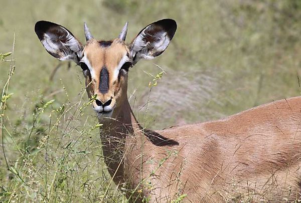 Black faced impala Etosha