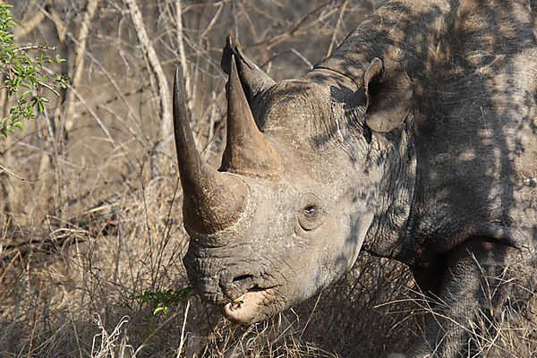 Black Rhino 2