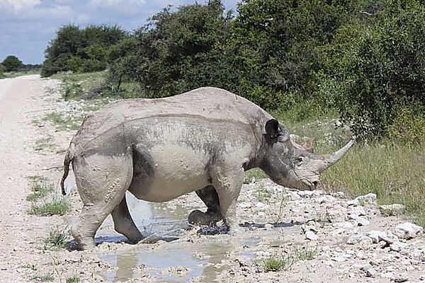 Black Rhino just completing a mud bath