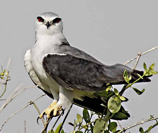 Black Sholdered Kite 2