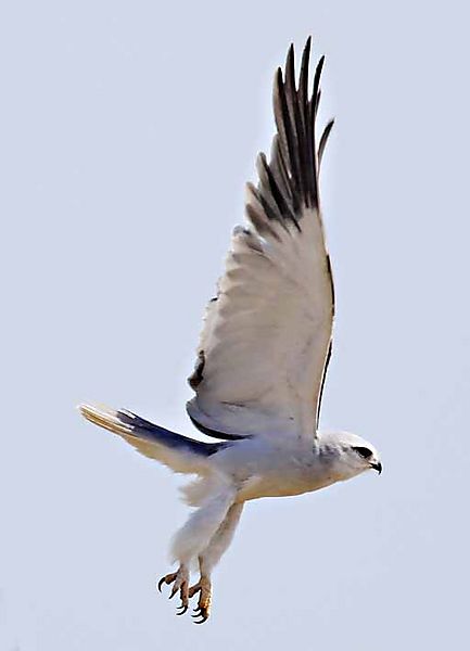 Black Shouldered Kite