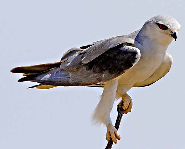 Black shouldered Kite