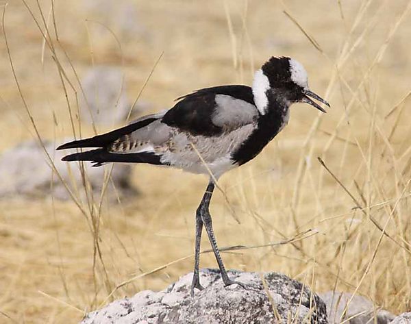 Blacksmith Lapwing (plover)