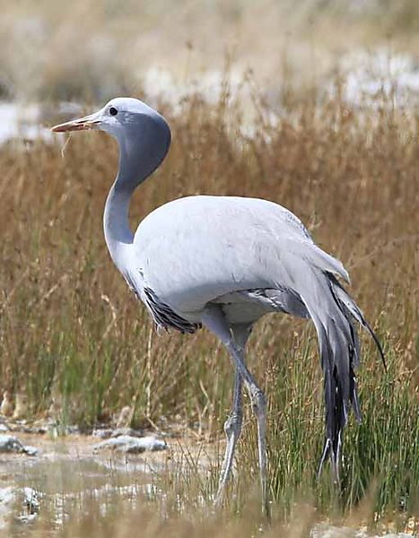 Blue Crane