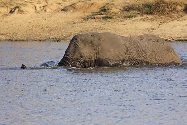 Bull in Sunset Dam