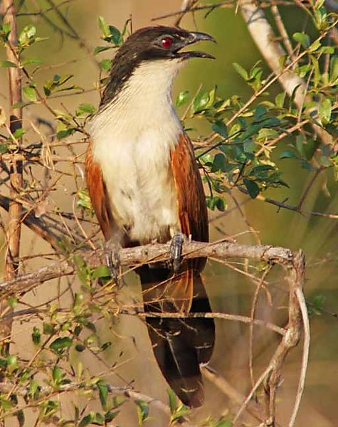 Burchels Coucal