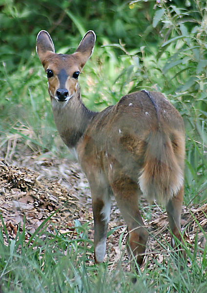 Bushbuck1