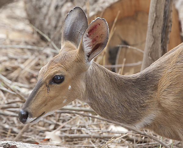 Bushbuck2