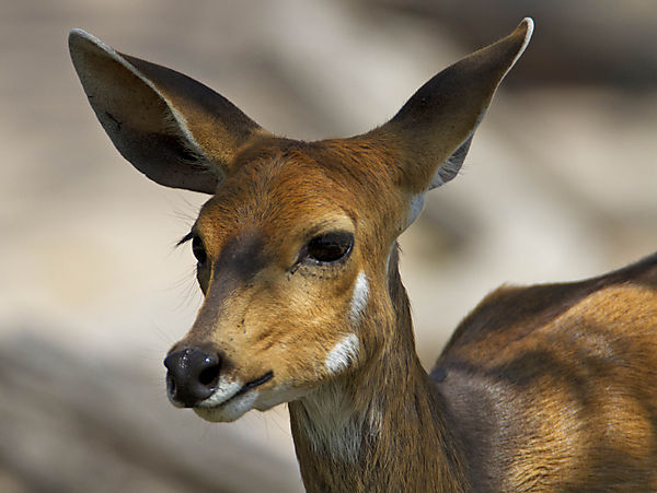 Bushbuck